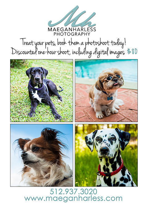 Maegan Harless Photography Austin Texas Pet Photography