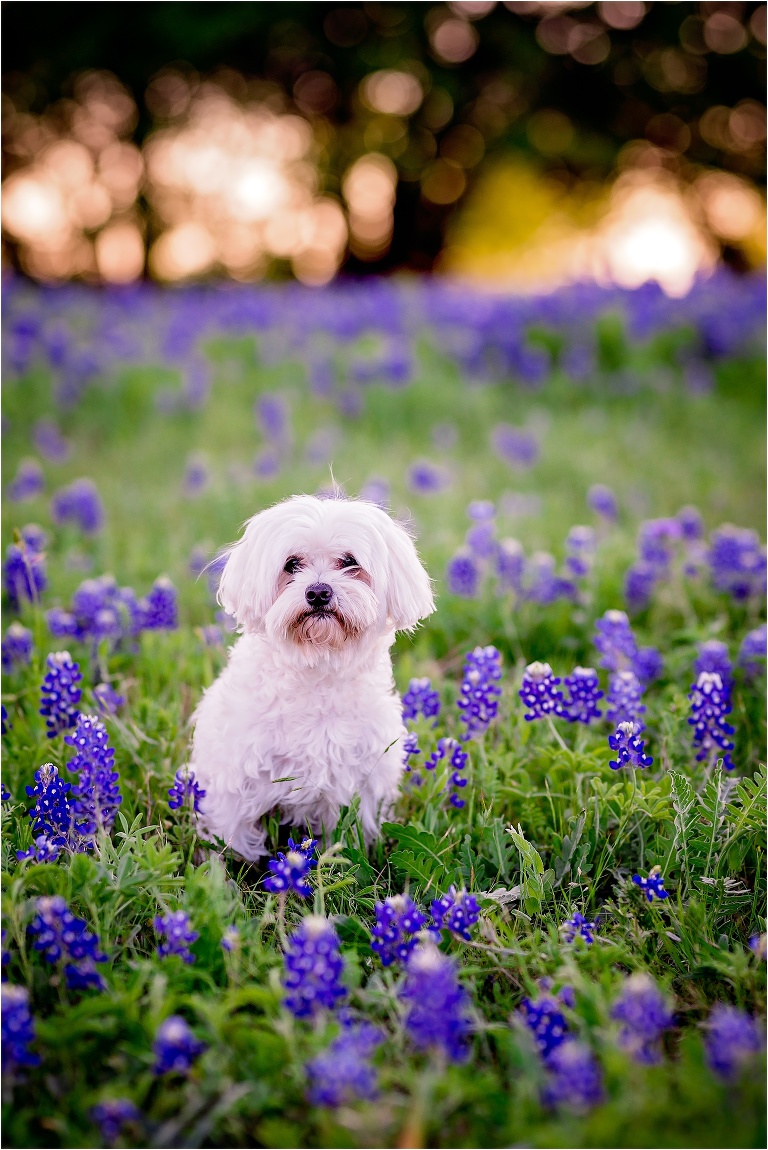 Dog in field of Bluebonnets Round Rock Texas