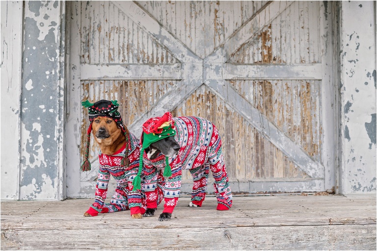 Happy Holidays Christmas Dog Photoshoot Dressed up Pups