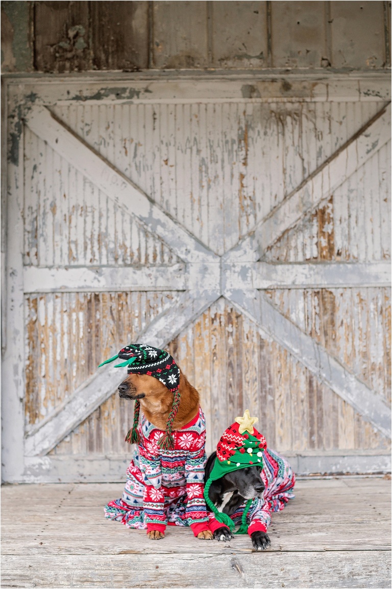 Happy Holidays Christmas Dog Photoshoot Dressed up Pups