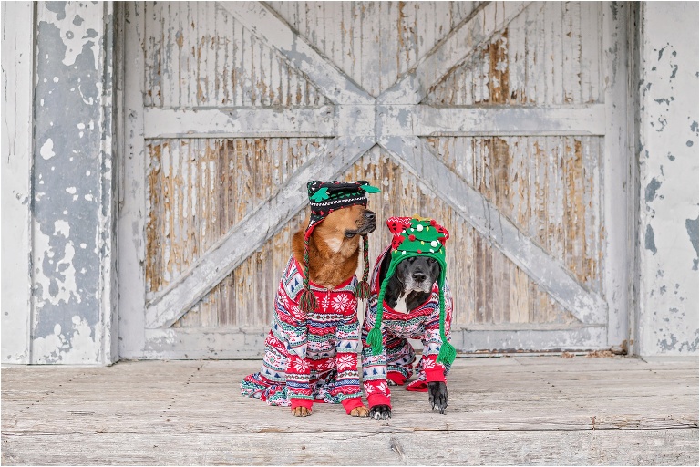 Happy Holidays Christmas Dog Photoshoot Dressed up Pups