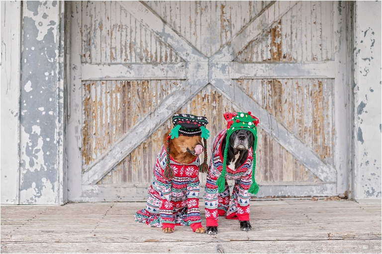 Happy Holidays Christmas Dog Photoshoot Dressed up Pups